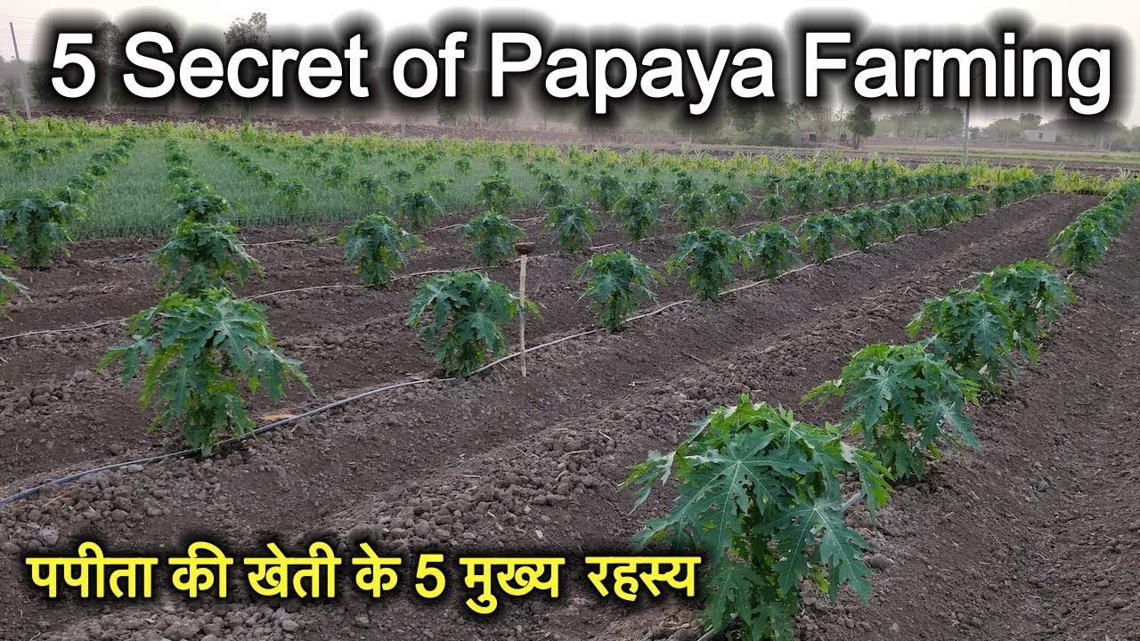 5 Secret of Papaya Farming |पपीता की खेती के 5 मुख्य बिंदु |पपीता की खेती की जानकारी |papaya farming