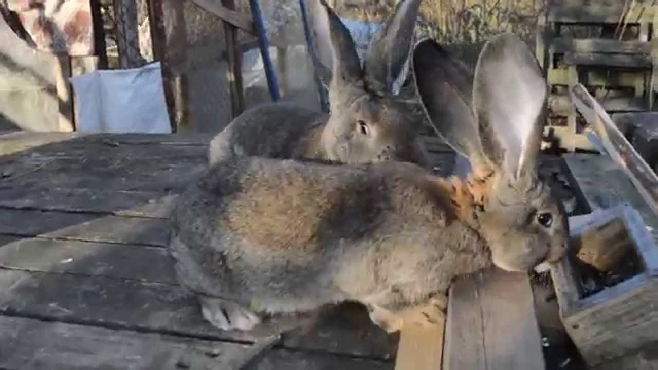 6527 и 6525, бельгийский великан
