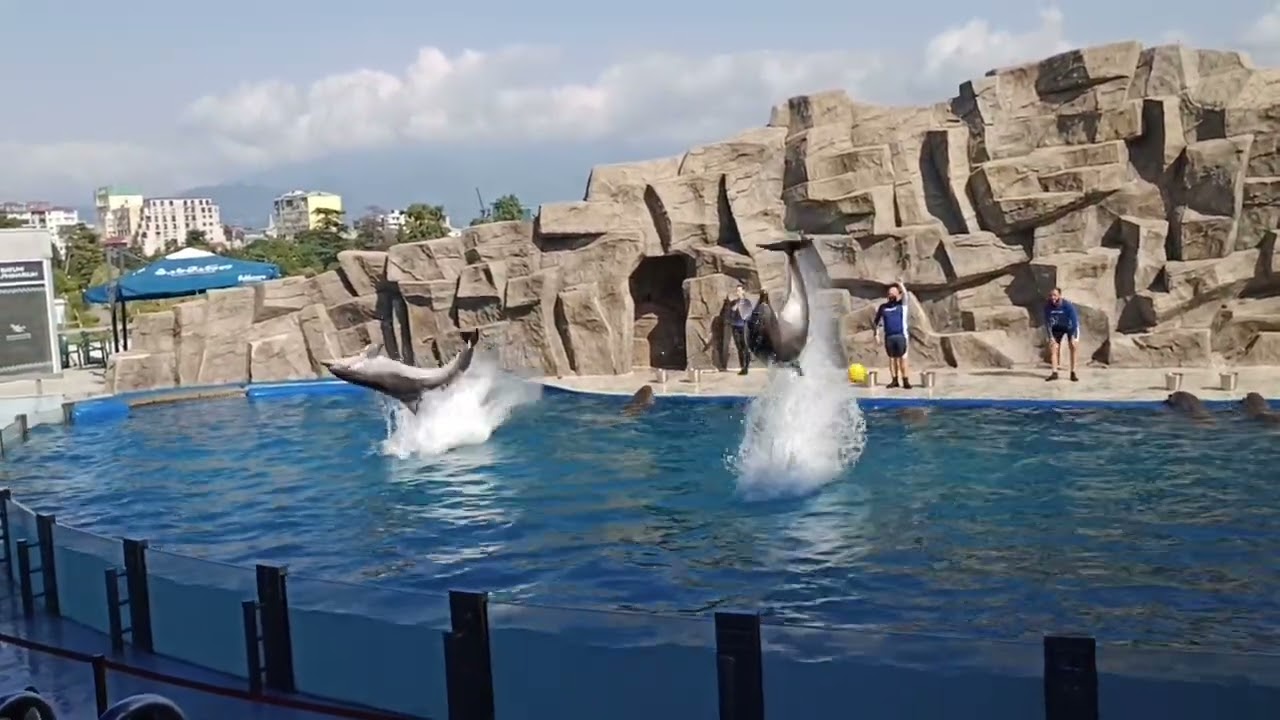 Batumi Dolphinarium - დელფინების შოუ 28.08.2022