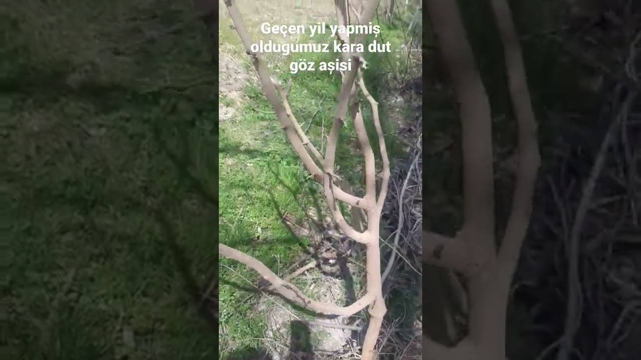 g&ouml;z ași Kara dut bir yilda bu Hale geldi.|black mulberry vaccine|
