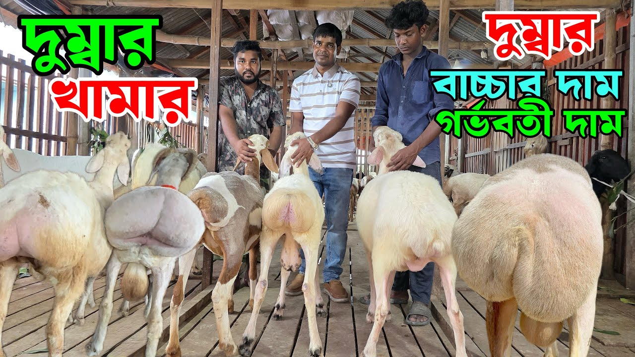 হান্নান ভাই এর দুম্বার খামার থেকে দুম্বার বাচ্চা ও গর্ববতী দুম্বার দাম জানুন Dumba Farm 