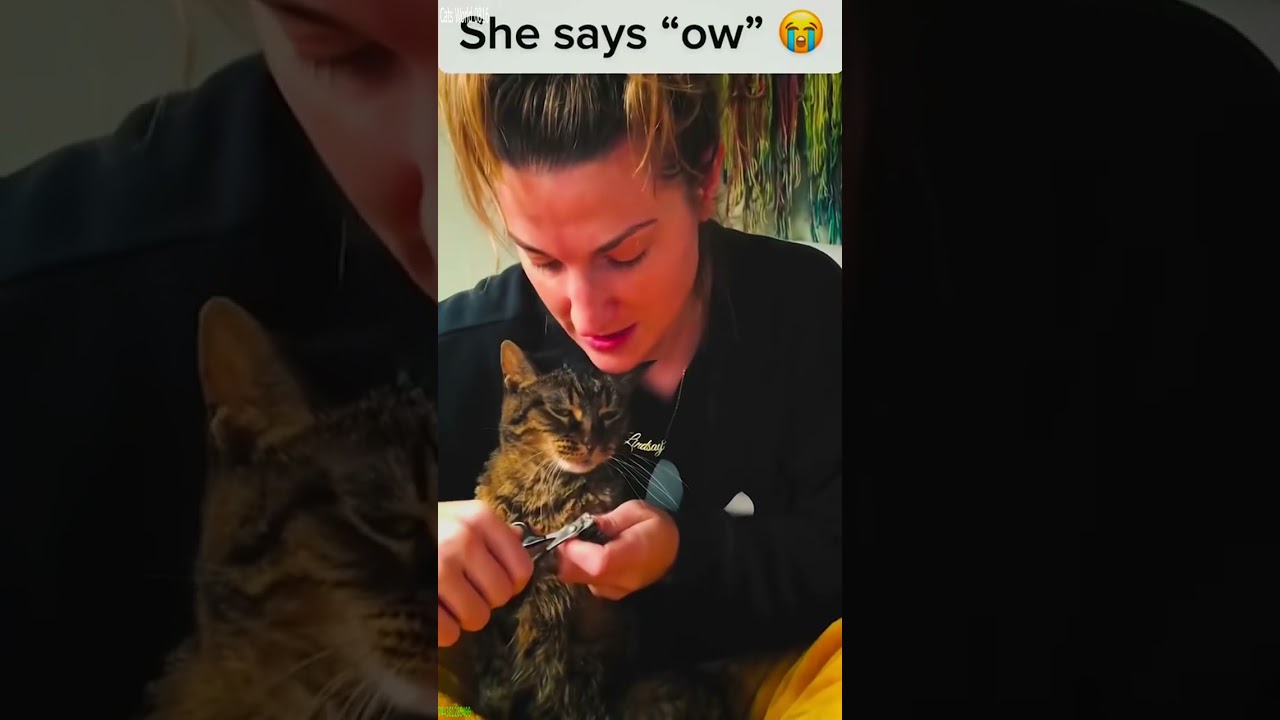 Funny Cats 2024 😻 Try not To laugh 🥰 # Part 9908