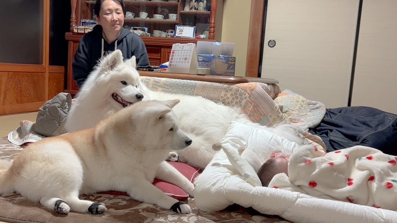 赤ちゃんを優しく泣き止まし、寝かしつける癒しの天才柴犬