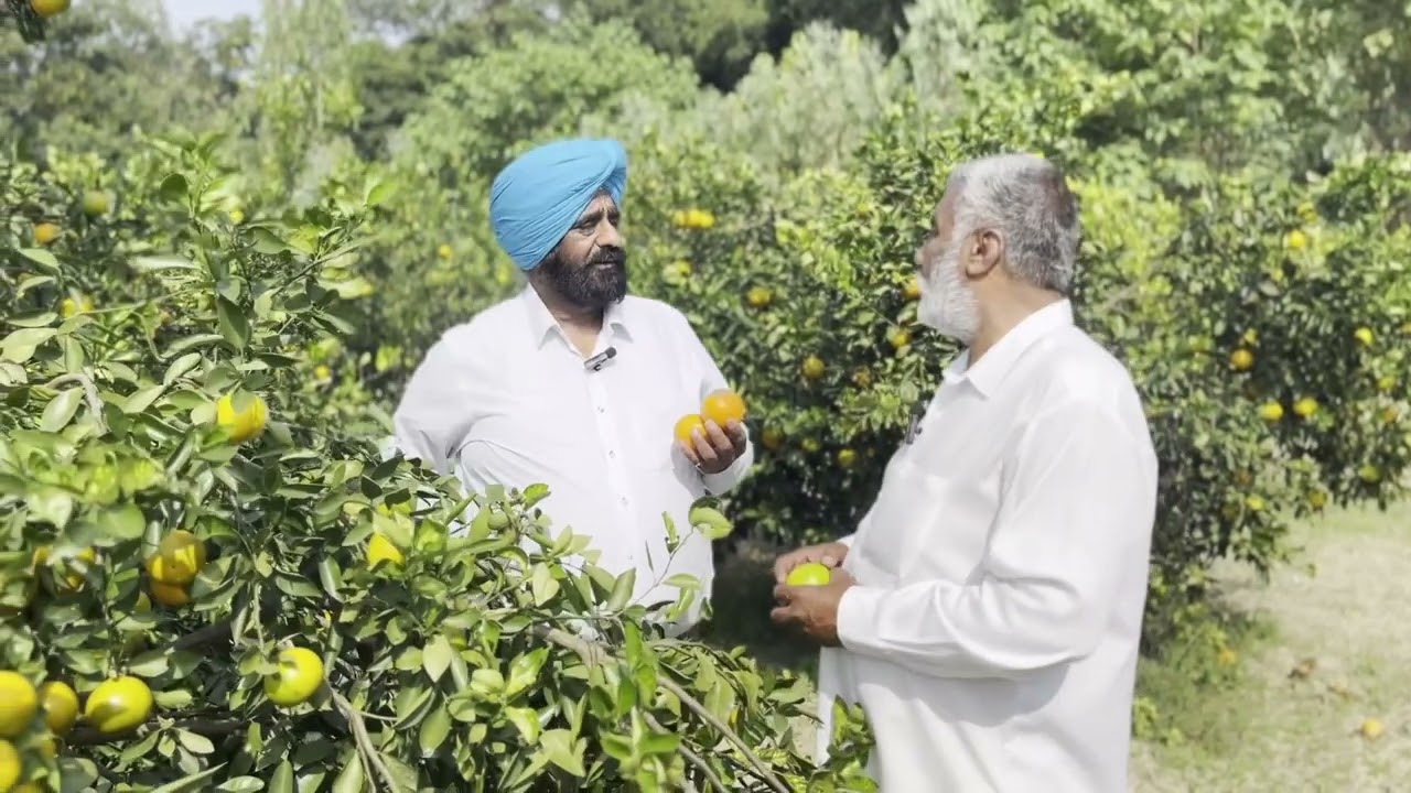  Cultivation of Daisy mandarin in Hoshiarpur 