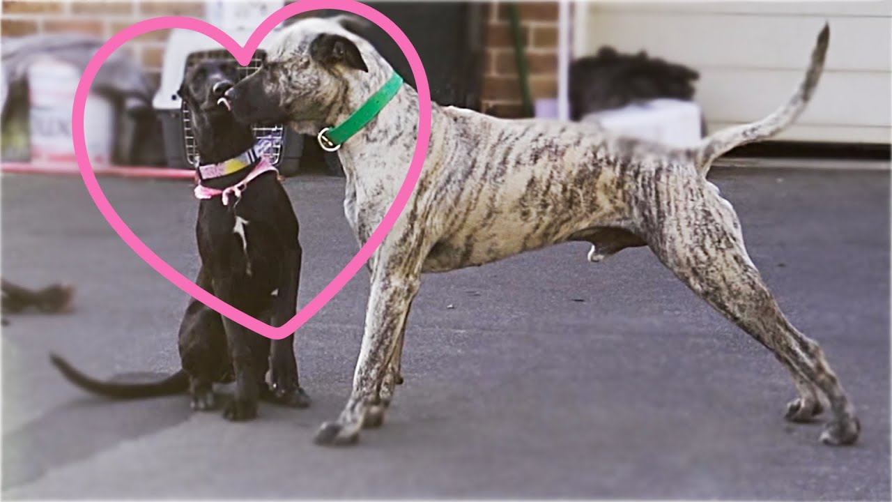 Mastiff X Mentors Young Pup