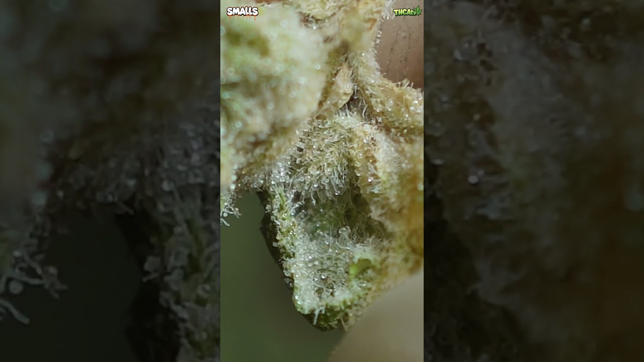 🍰 Wedding Cake &ndash; Gas or Pass? ⛽❌ | THCASmallBuds.com 🛍️ | Dr. Zaza&rsquo;s THCA Review (BUDGET EDITION)💨