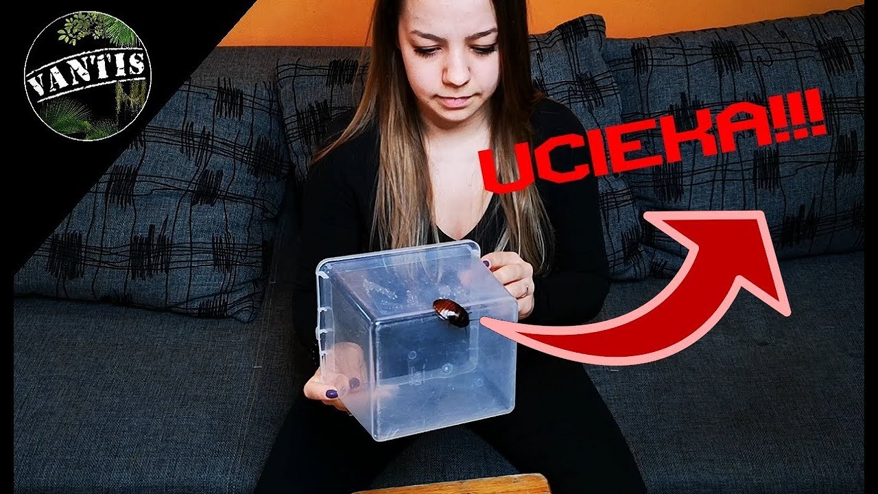 5 LIFEHACK&Oacute;W TERRARYSTYCZNYCH