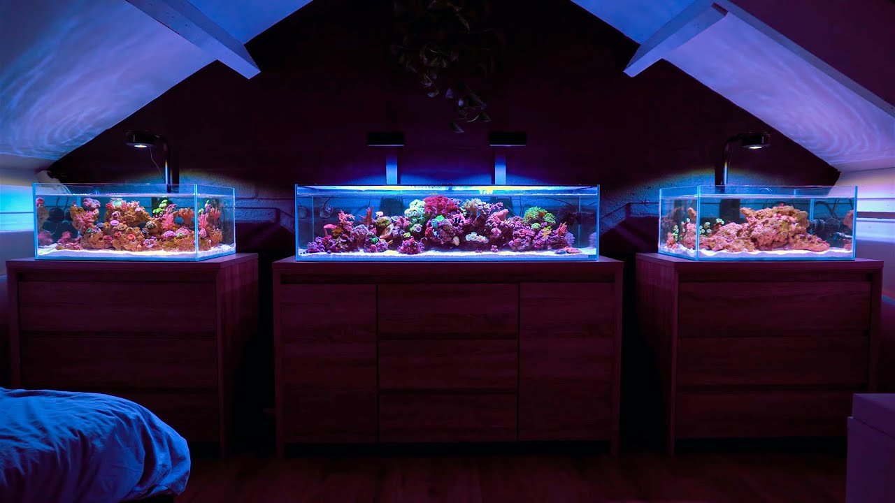A Bedroom Full of Reef Tanks