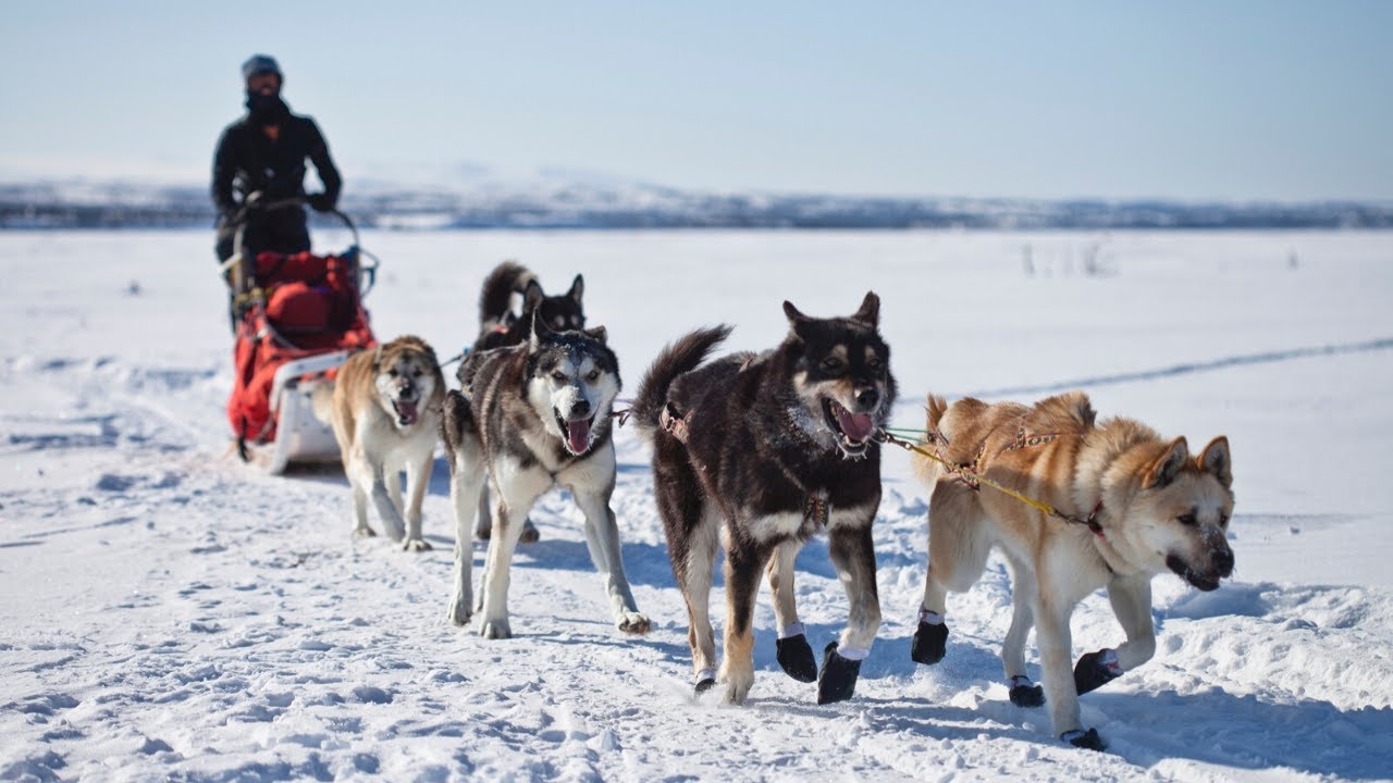 ROKAFELER | Aprende MUSHING | Aprende PERROS | sé FELIZ [tráiler]