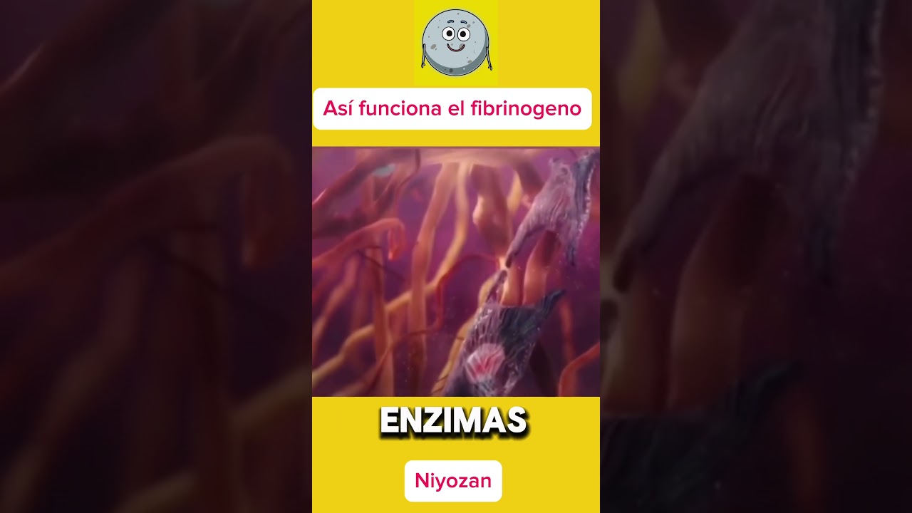 As&iacute; funciona el fibrinogeno