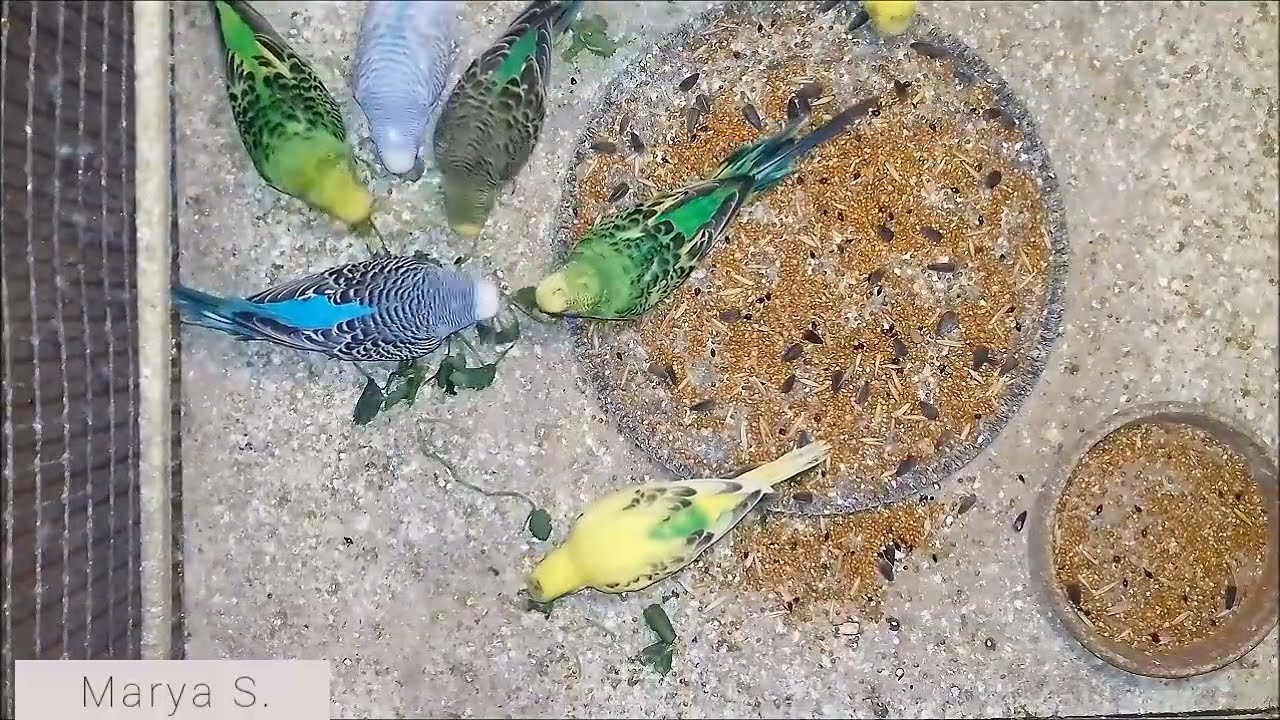 What do budgies like to eat the more?, cilantro or a grain mixture? #budgies #parrot #feedingbirds