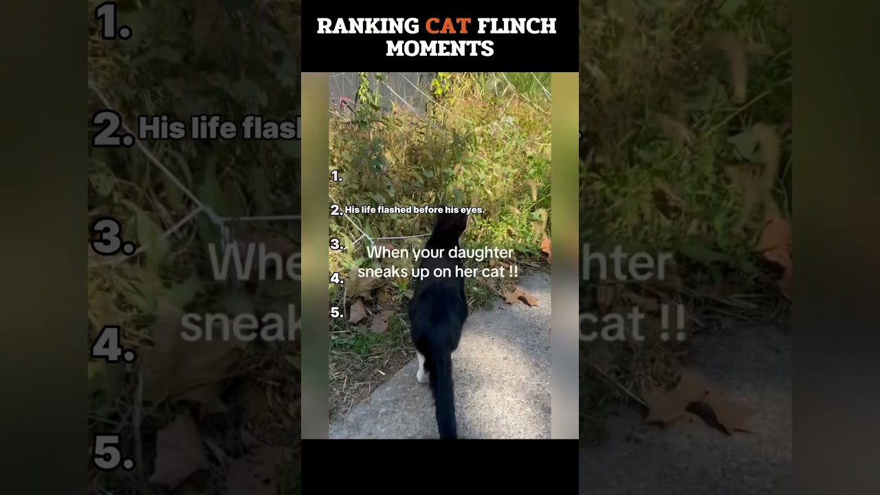 Ranking cats whose souls literally left the chat 💀 #shorts #funnycats #shortsviral #viral #shorts