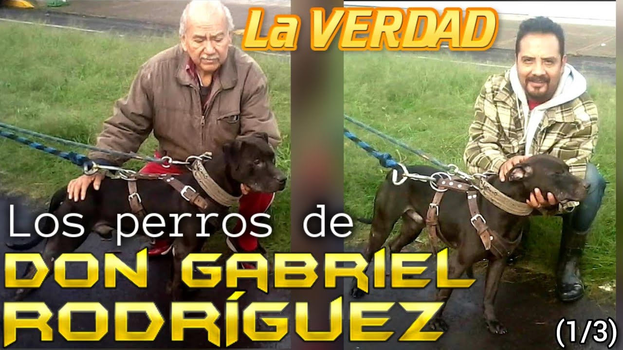Los perros de Don Gabriel Rodríguez ¿Dónde están? ➡️ LA VERDAD (1/3)