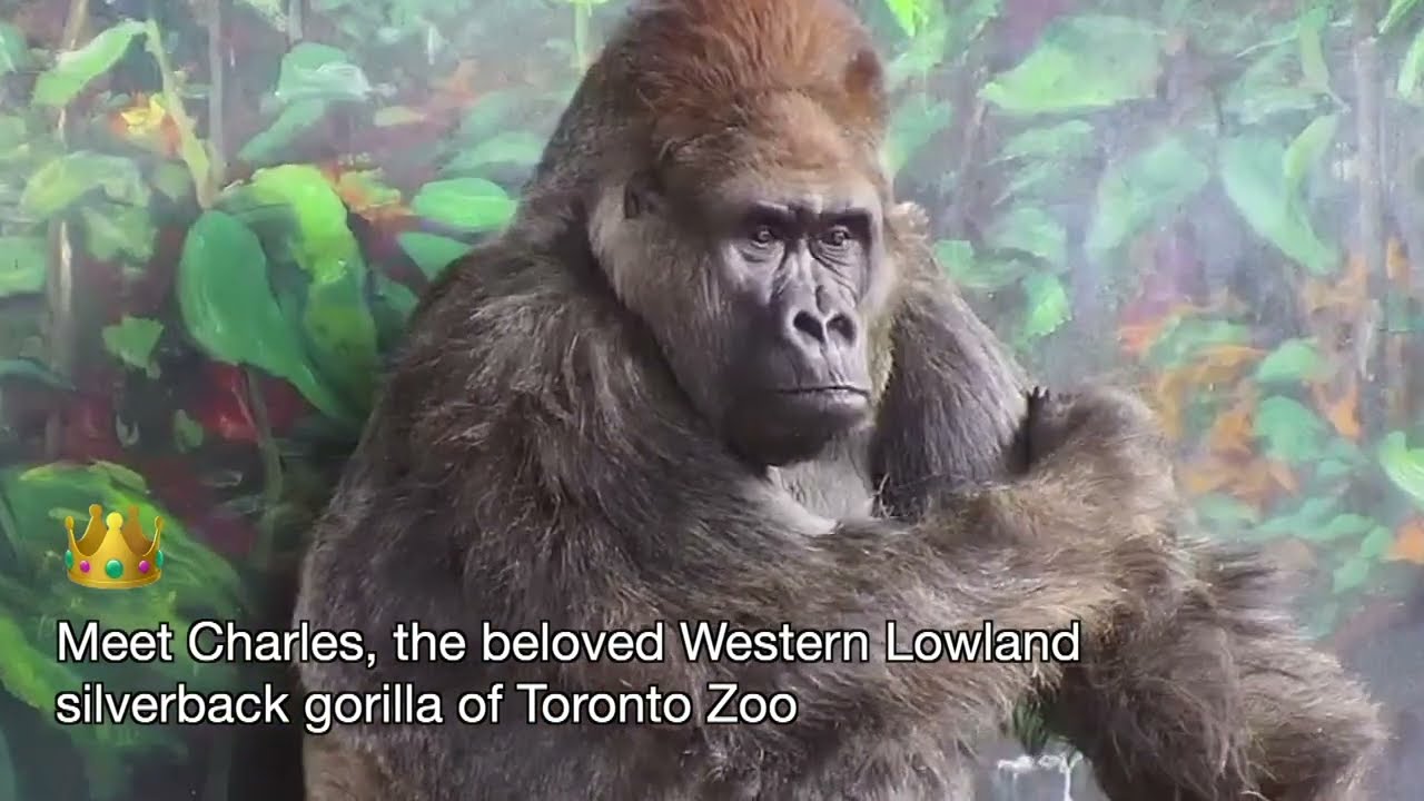 Charles The Silverback Gorilla And His Sneaky Family