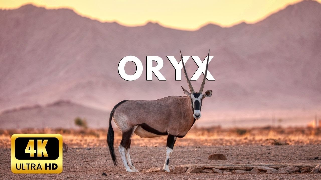 Oryx wildlife Antelopes in 4k Ultra hd | God Creation 4k