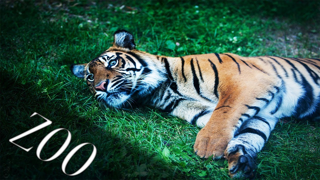 Pierwszy klip testowy - Zoo
