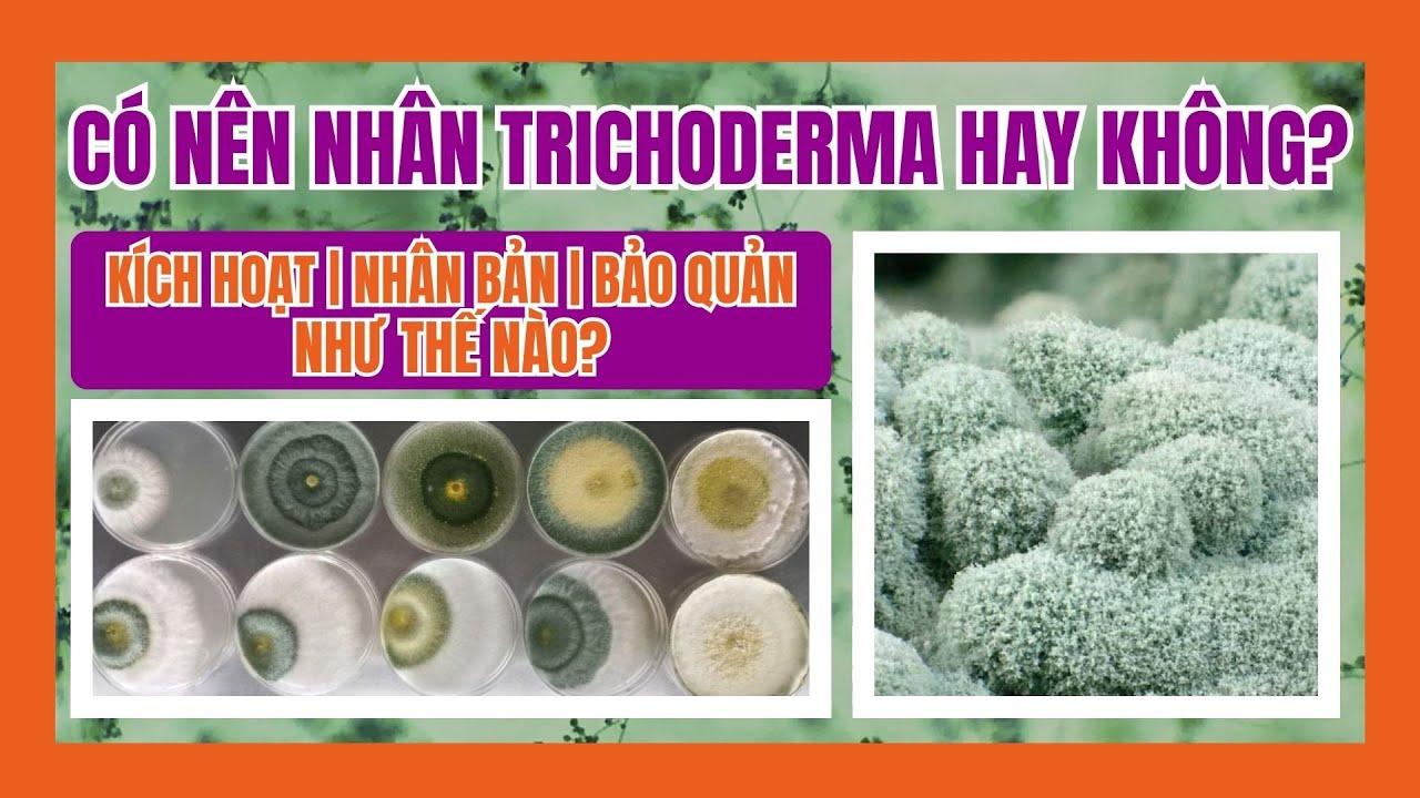 Có Nên Nhân TRICHODERMA Hay Không? Kích Hoạt | Nhân Bản | Bảo Quản #finonôngnghiệp