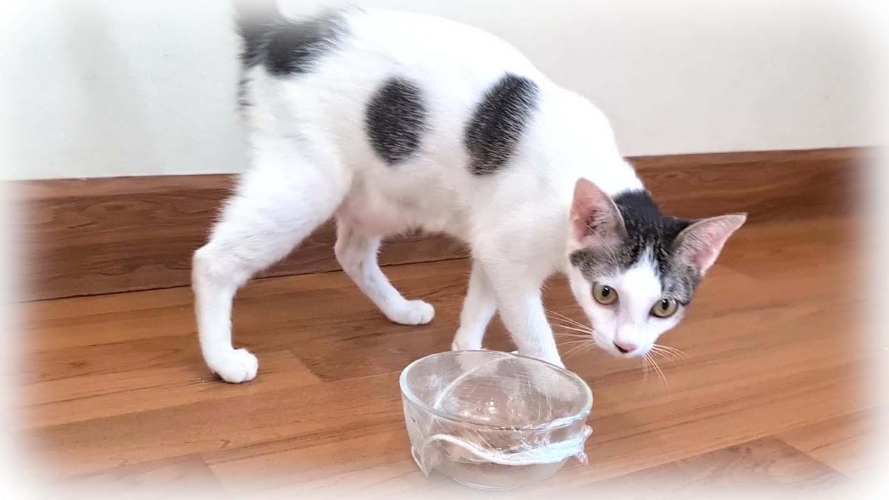 ご飯にラップをかけたら子猫達はどんな反応をするのか？