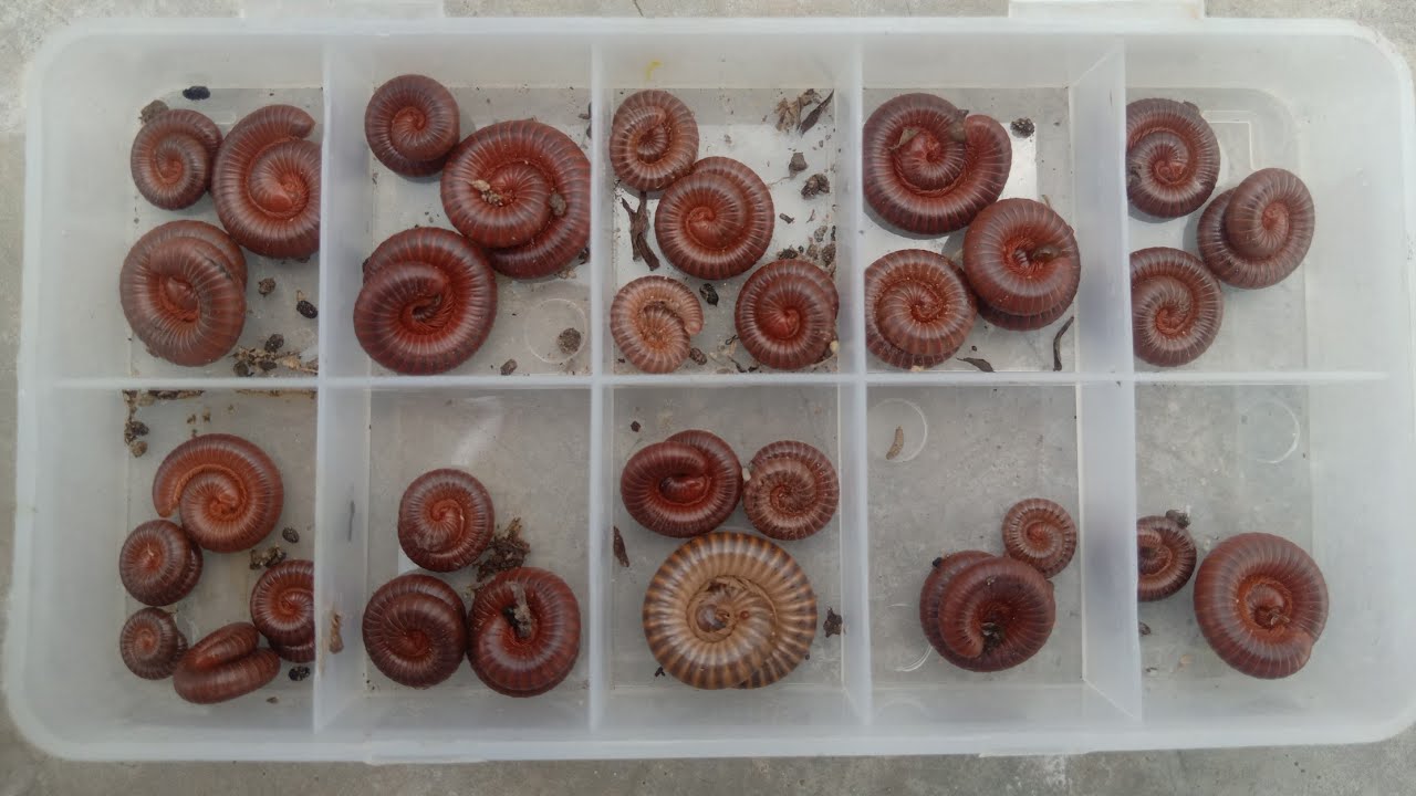Wow Catch Many Red Millipede,giant Millipede and Small Red Millipede in forest 