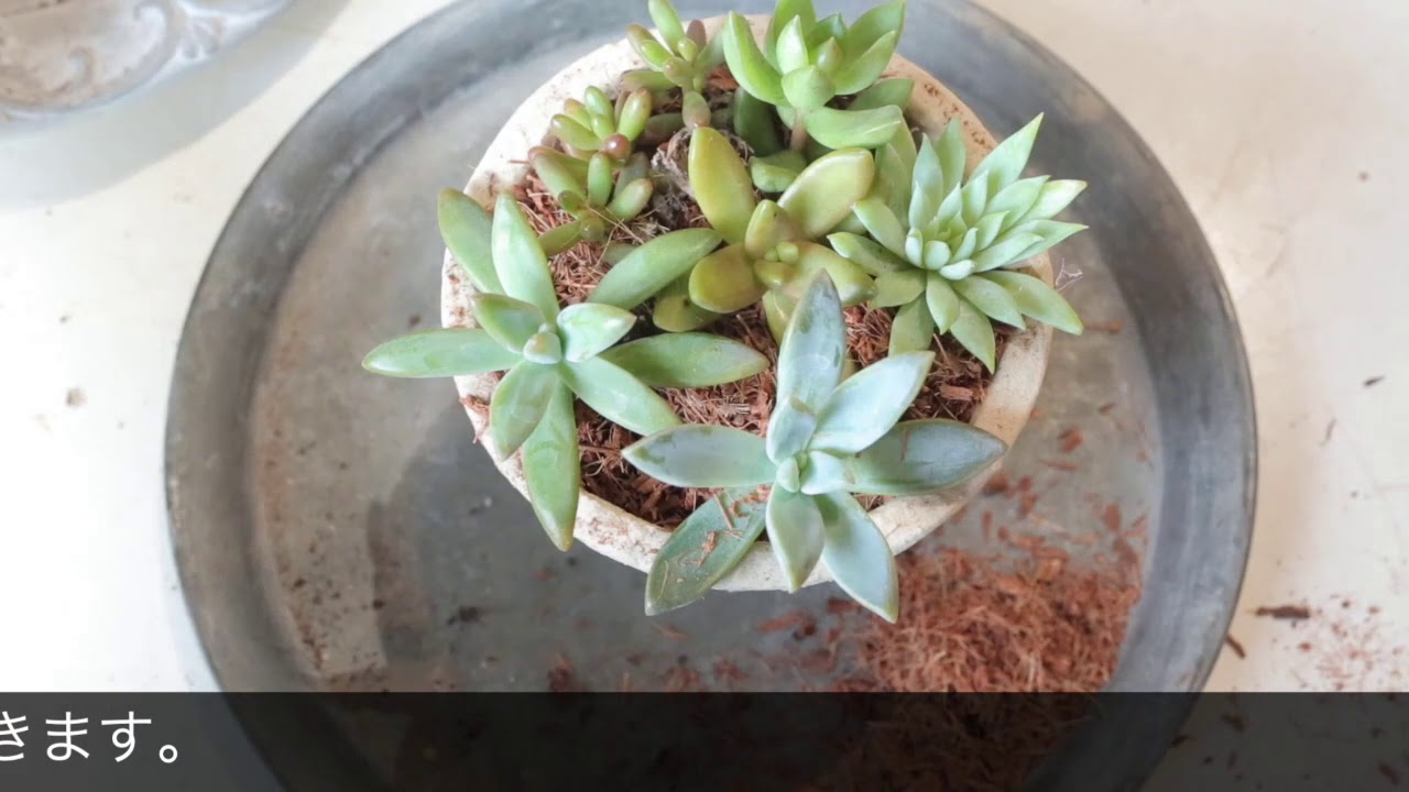 ベラボン・サキュレントを使って多肉植物の寄せ植えを植えよう