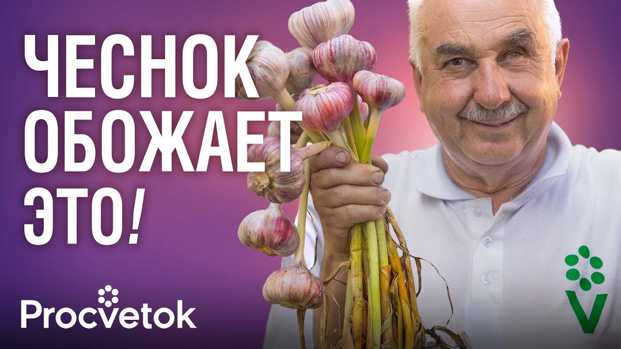 ЧЕСНОК И ЛУК ПРЕОБРАЗЯТСЯ НА ГЛАЗАХ ОТ ЭТОЙ ПОДКОРМКИ ! Быстро пойдут в рост и не будут желтеть