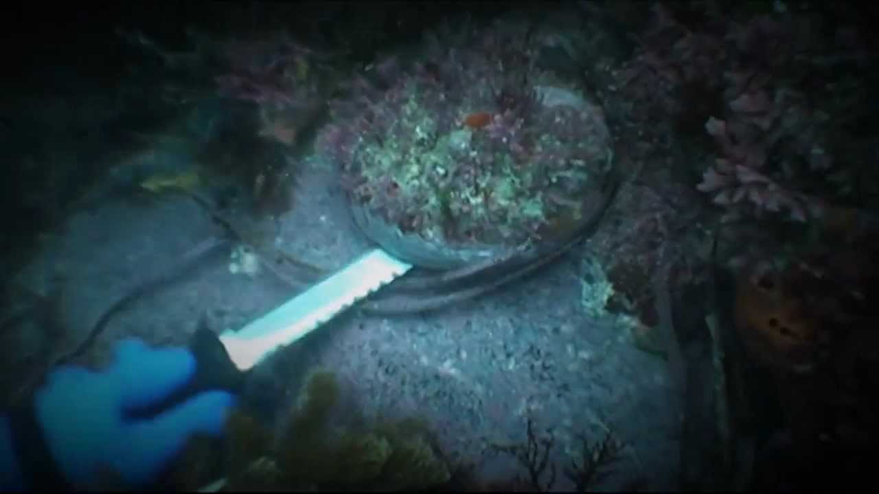 Abalone Wars: New Season