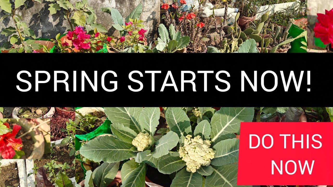 Why FEBRUARY Is The MOST IMPORTANT Month In Gardening Start NOW 
