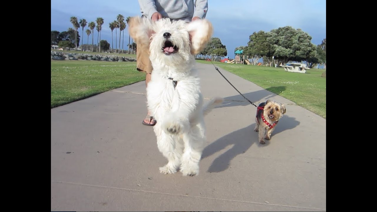 ADORABLE FLYING PUPPY!!!