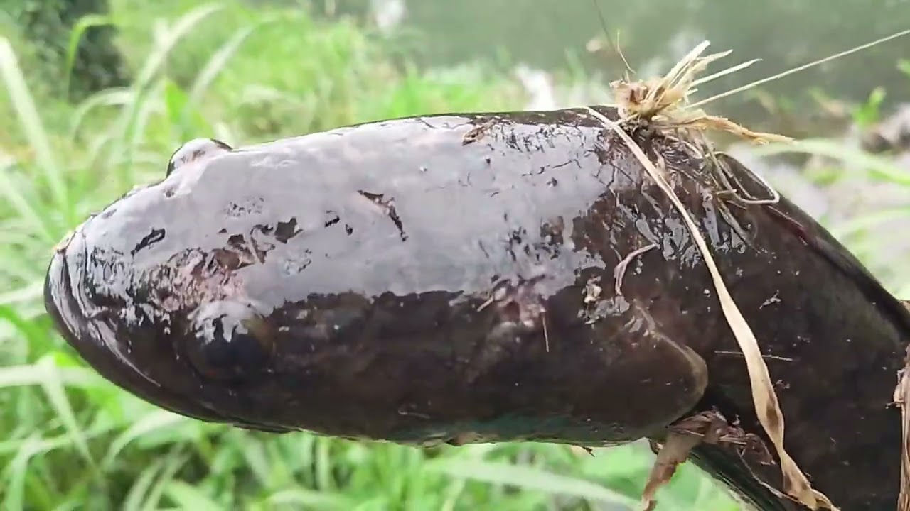Malapit lang putukan,