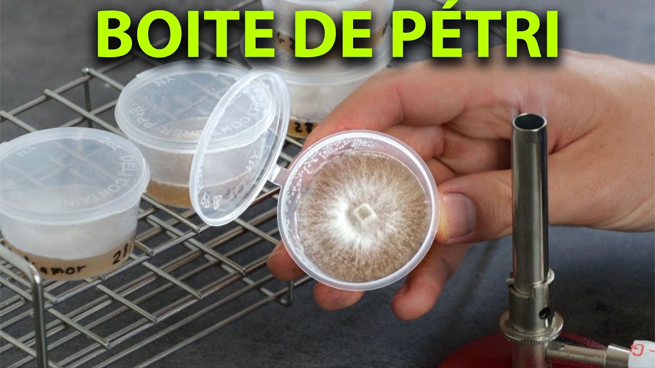 🍄 Faire son MILIEU NUTRITIF pour CHAMPIGNONS [Tuto]