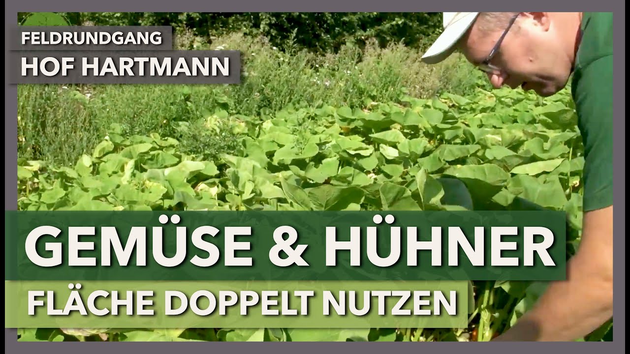 Doppelnutzung des Hühnerauslaufs mit Gemüse | Hof Hartmann | Feldrundgang 11