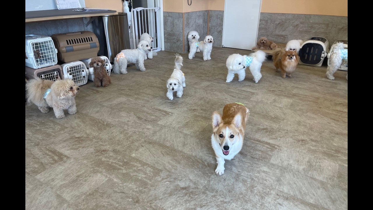 Dog daycare in Japan DogRinho 犬の保育園　20260214