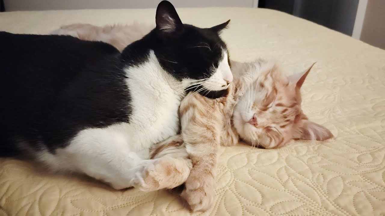 GATOS DURMIENDO ABRAZADOS 🐱🫂 | CHICA, CHUCO Y OXY #cats #gatos #viral #viralvideo