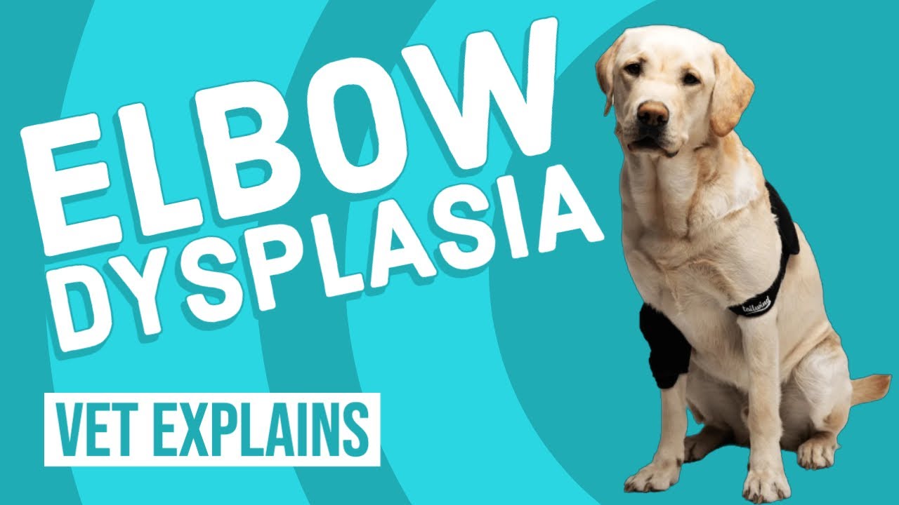 Elbow Dysplasia in Dogs