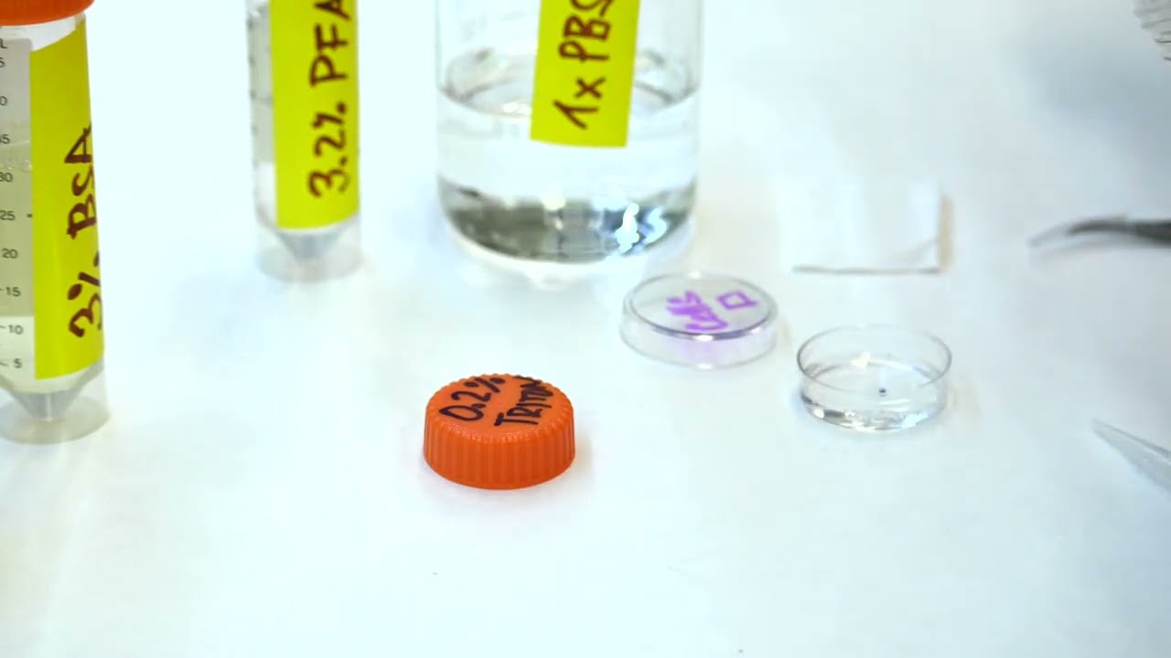 TRITON Cells permeabilization