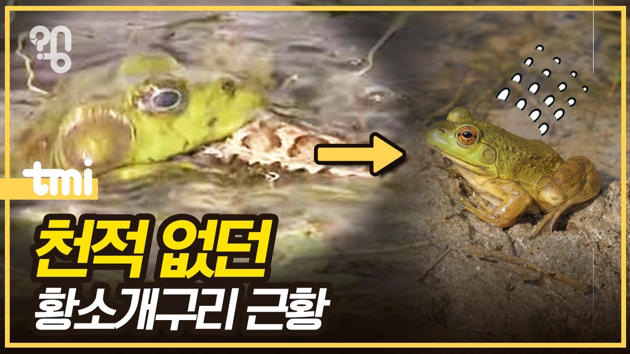 괴물 같던 황소개구리, 정말 작아졌을까?