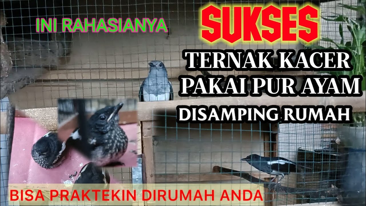 HANYA PAKE PUR AYAM || BETERNAK KACER SUKSES ||  || BISA BERKEMBANG BIAK.