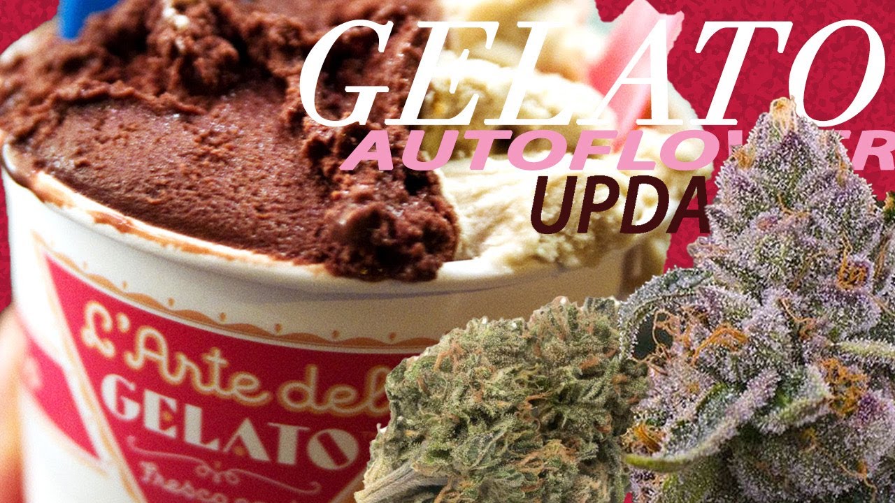 GELATO AUTOFLOWER CANNABIS PLANT!