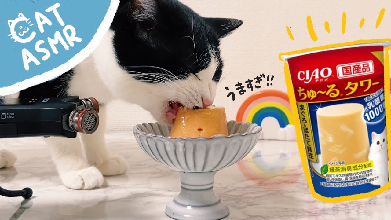 🗼ASMR｜ちゅ〜るタワーが美味すぎて満足そうに毛づくろいする猫【咀嚼音】