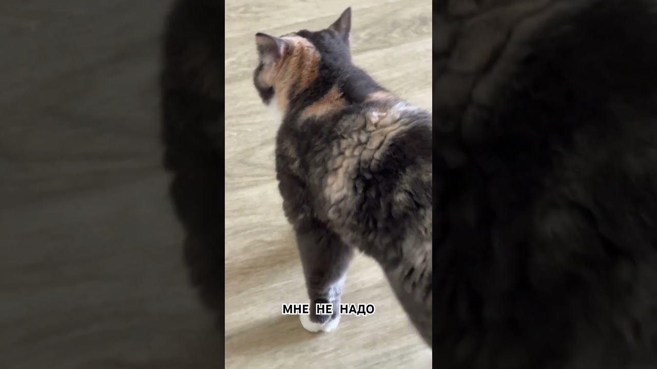 Мне не надо 😂 #animals #cute #kawaiianimals #dog #кошка #cat