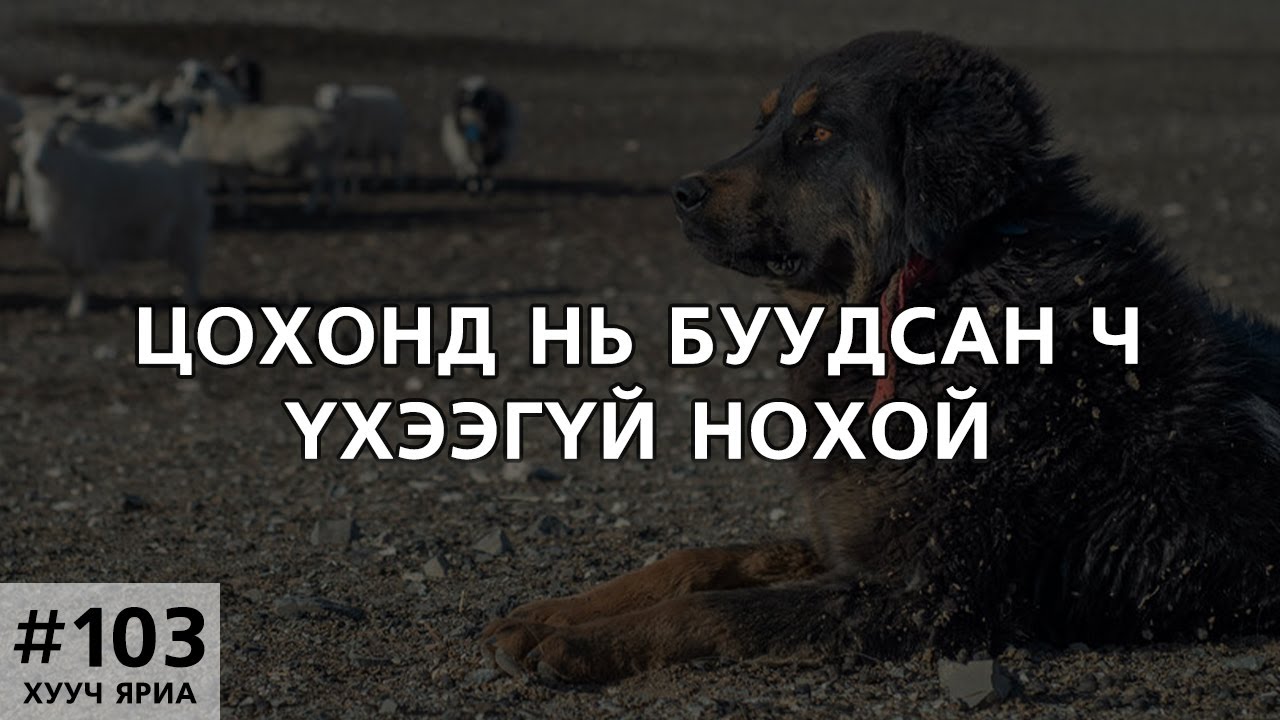 [ХУУЧ ЯРИА#103] Цохонд нь буудсан ч үхээгүй нохой
