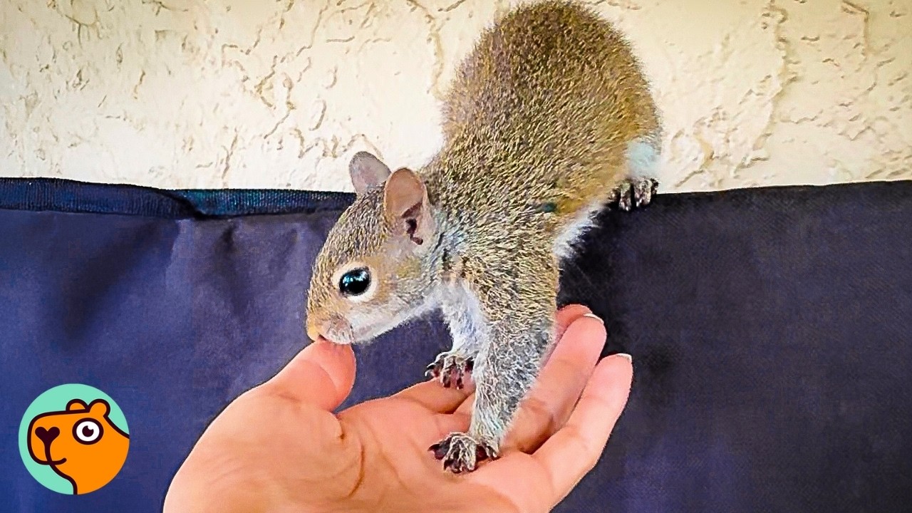 Wild Squirrel Climbs Onto Lady&rsquo;s Shoulder And Never Leaves! | Cuddle Buddies