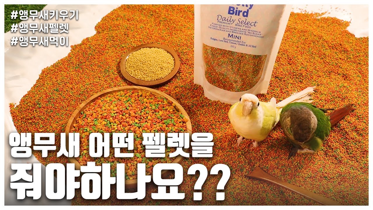[앵무새키우기] 앵무새 어떤 펠렛을 줘야하나요??? 앵무새 펠렛 기준을 알려드립니다!