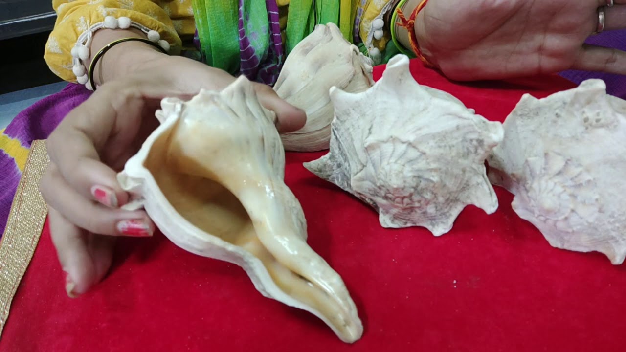 असली    शंख आपने कभी नहीं देखे होंगे तो आज देख लीजिए