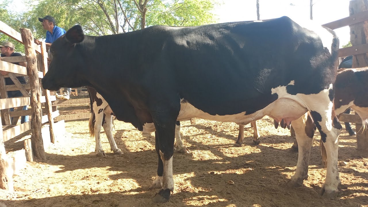 Feira de vaca de leite em canafistula de Frei Damião Alagoas 19/01/26#nordete