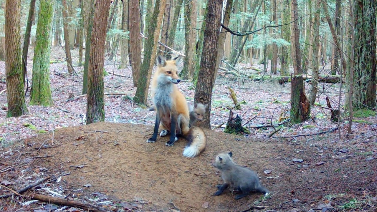 Baby Red Foxes Gekkering & Jumping on Mom’s Tail!