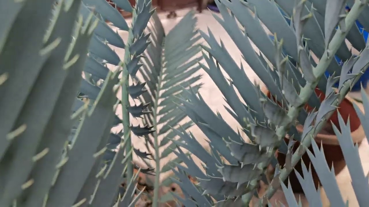 Encephalartos Nubimontanus Robusta original(purebred) by Mr.Prince farm