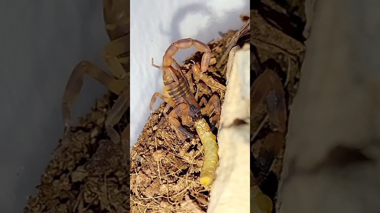 Skorpion Babycurus jacksoni brutalnie ubija mącznika 🦂