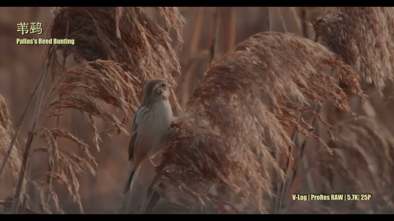 GH7 | 150400pro - 2026.01.28 Bird filming in West ChengHu Lake Suzhou City CHINA
