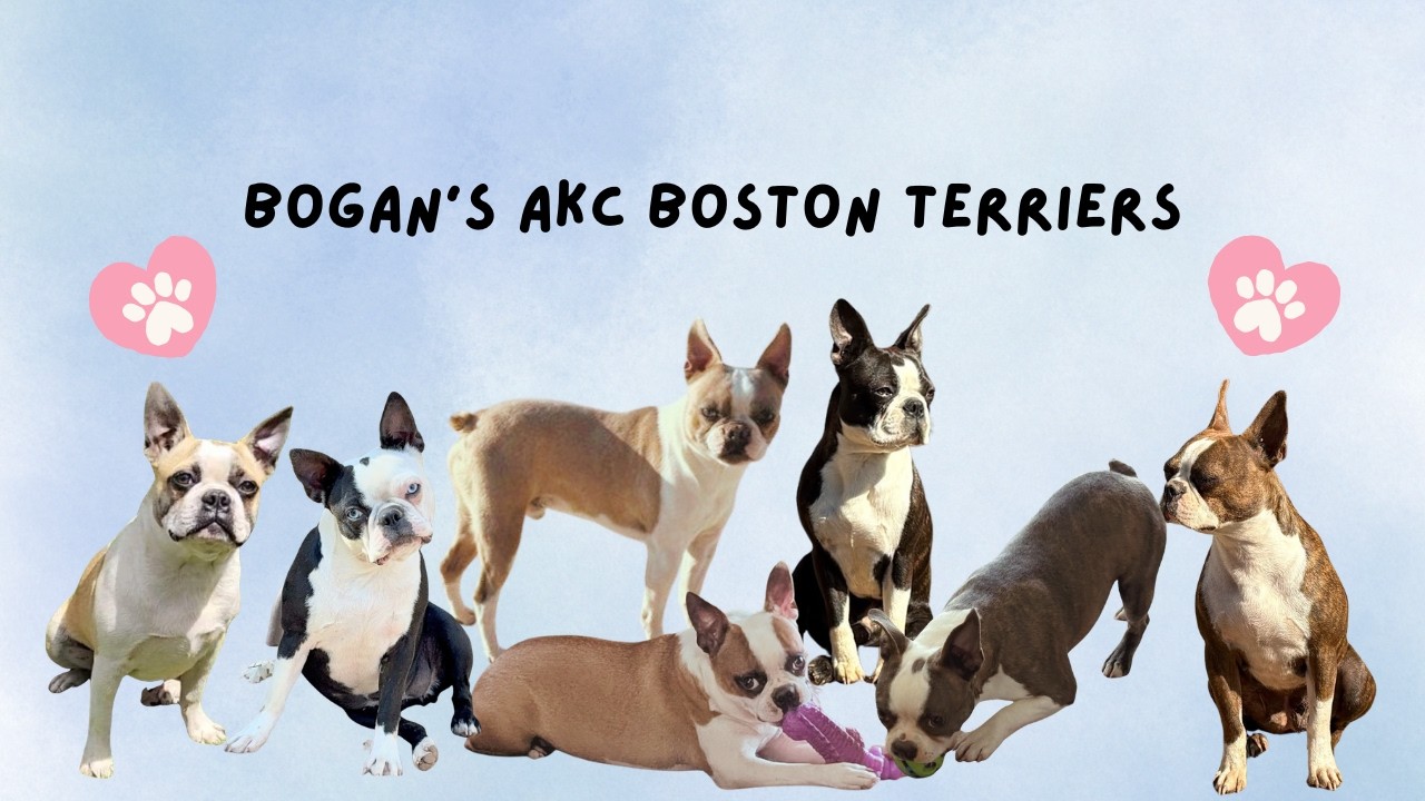 Breeding Season Shenanigans: Boston Terriers at Their Goofiest! ❤️🫣💖